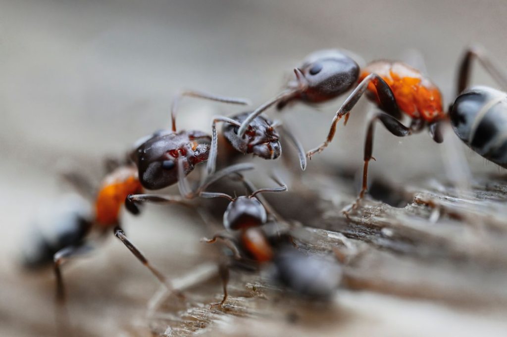 A group of ants interacting on a wooden surface