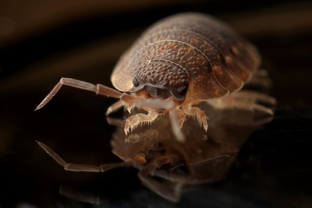 Extreme close-up of a bed bug