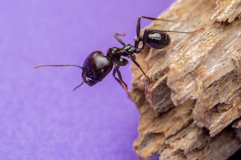 A black carpenter ant on broken wood
