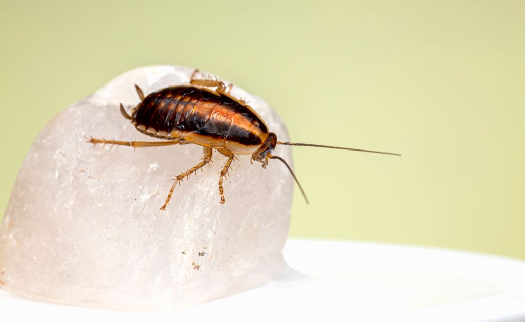 Close-up of a cockroach