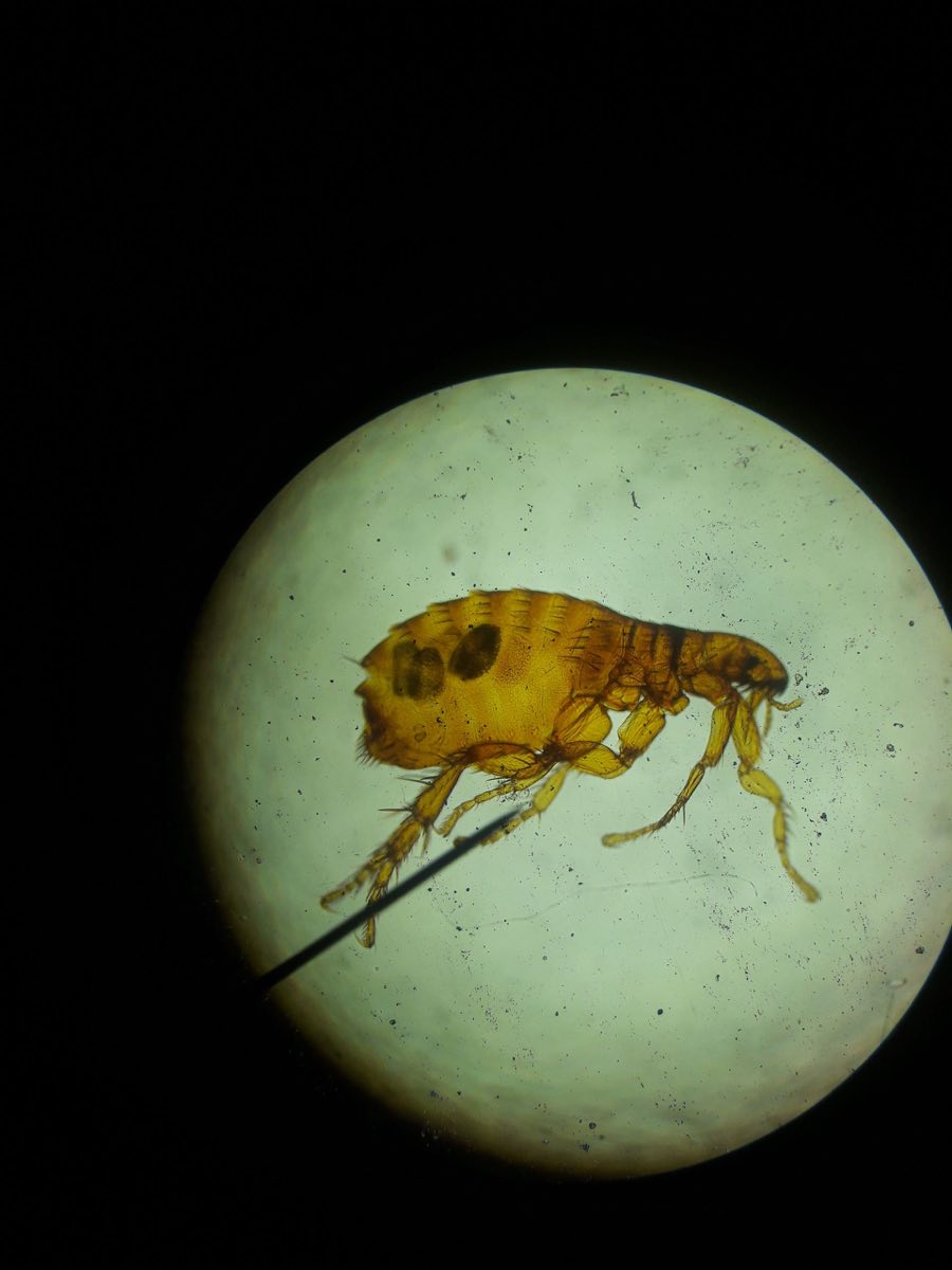 A flea viewed under a microscope