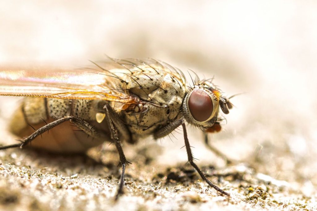 Close-up side view of a fly