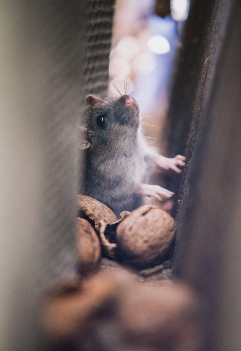 A house mouse beside stored food