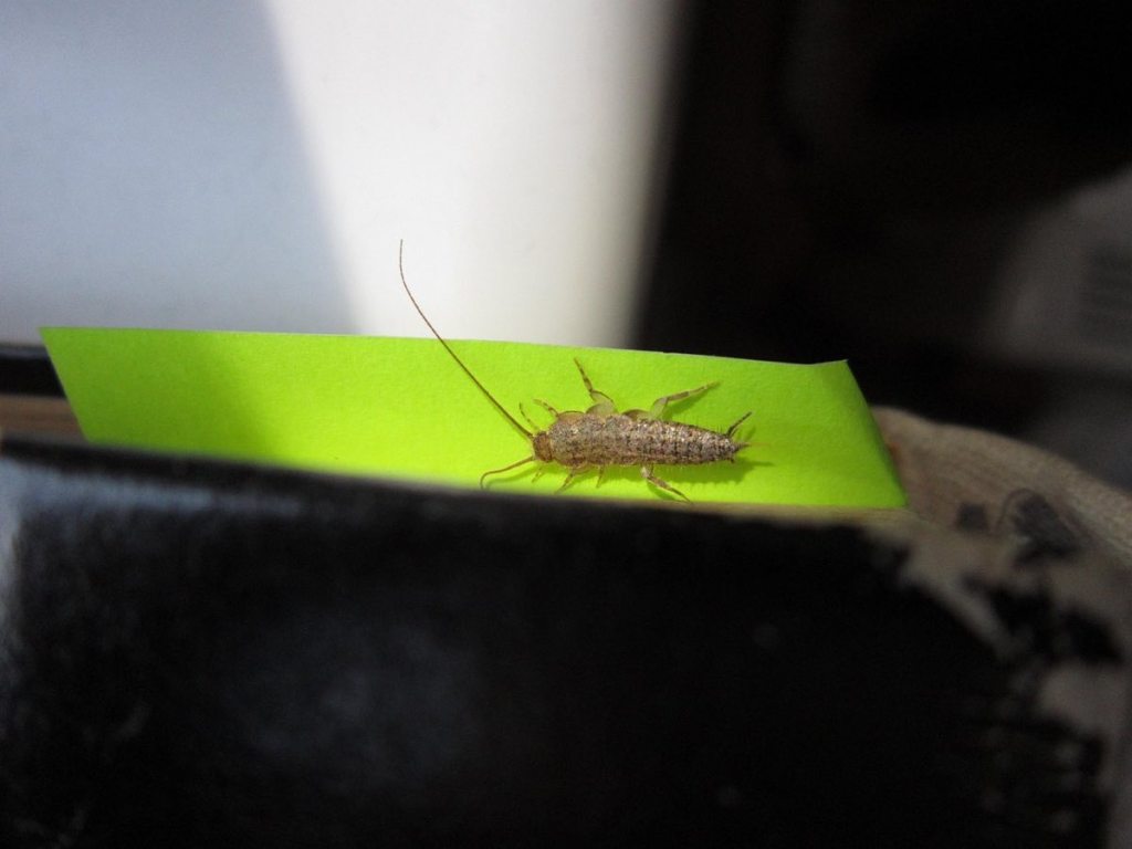 A four-lined silverfish on a green monitoring card