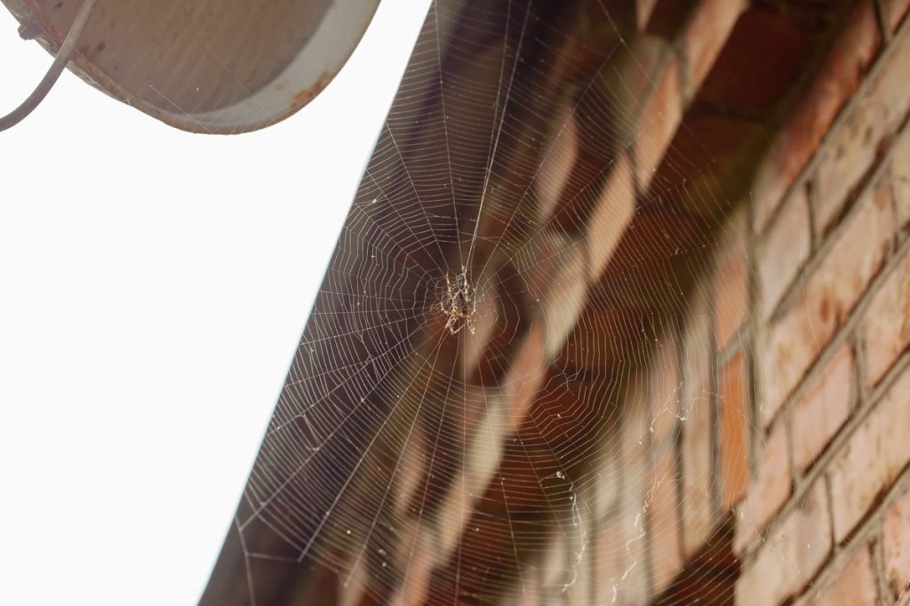 A spider at the centre of a web beside an exterior brick wall