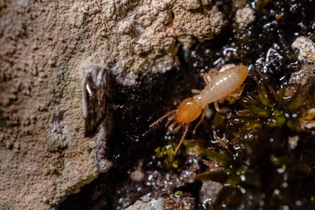 A termite on damp, decaying wood