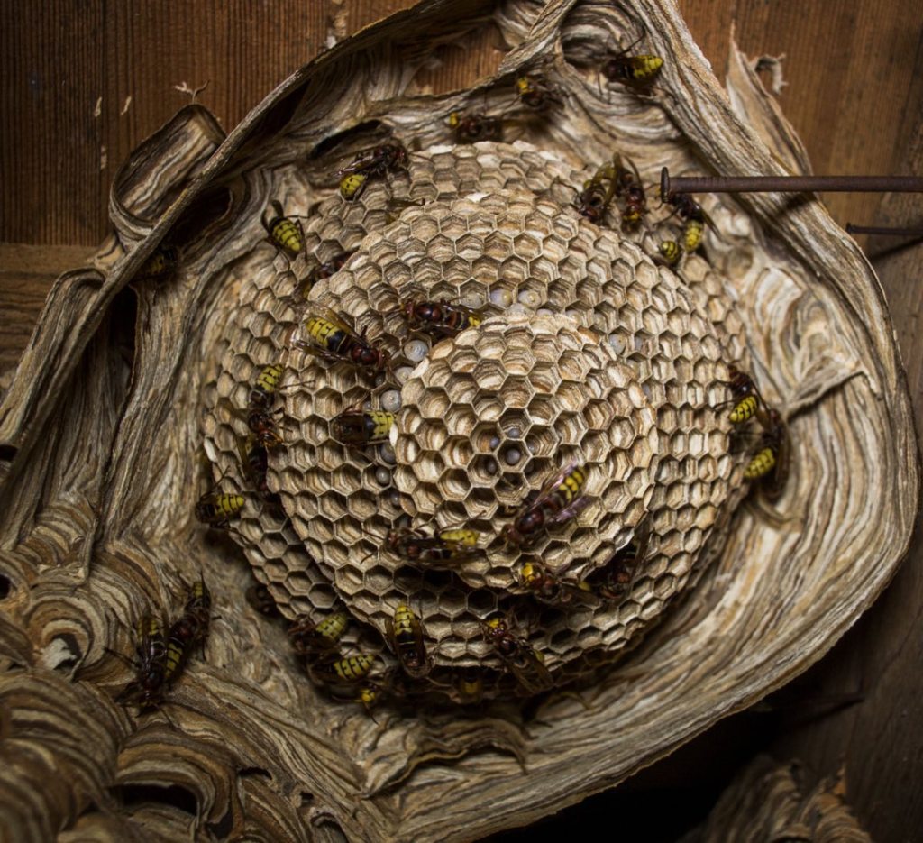 Yellow-and-black wasps on an exposed paper nest